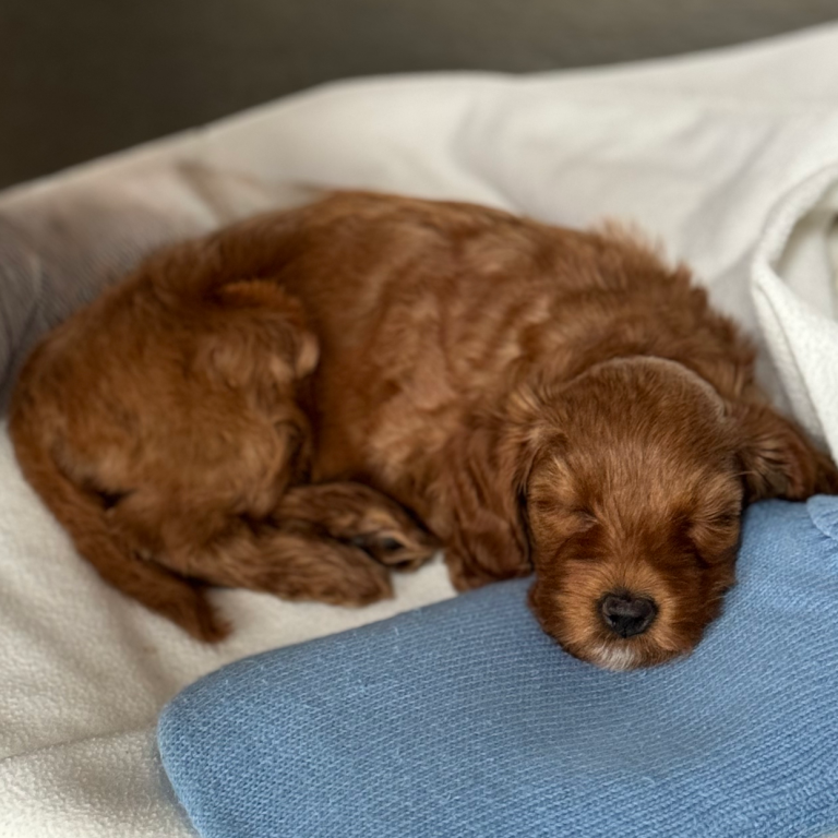 Australian Labradoodle in Bayern Welpe, der auf einer Decke schläft, mit braunem, lockigem Fell in Bayern.