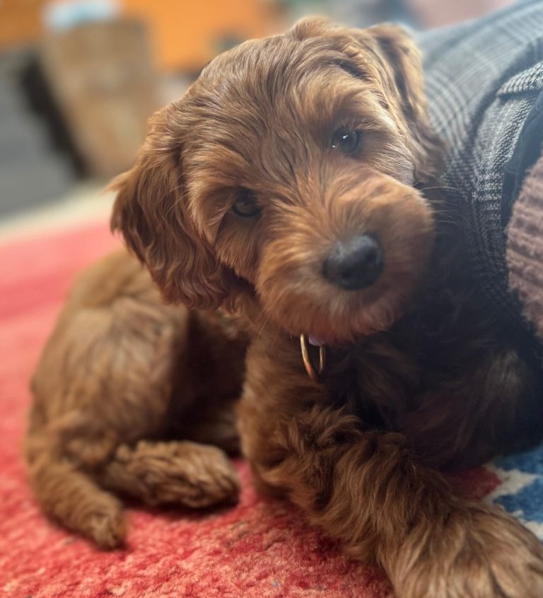 Australian Labradoodle Welpe in Bayern Brauner Welpe liegt entspannt auf einem Teppich und sieht neugierig in die Kamera.